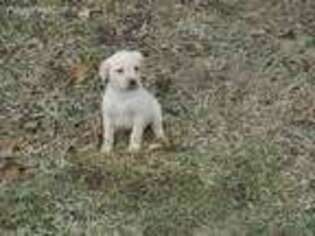 Labrador Retriever Puppy for sale in Indianapolis, IN, USA