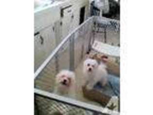 Maltese Puppy for sale in MORENO VALLEY, CA, USA