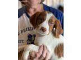 Brittany Puppy for sale in Parkersburg, IA, USA