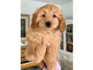 Labradoodle Puppy for sale in New Harmony, UT, USA