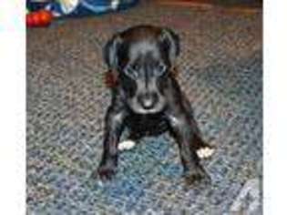 Great Dane Puppy for sale in POLAND, IN, USA