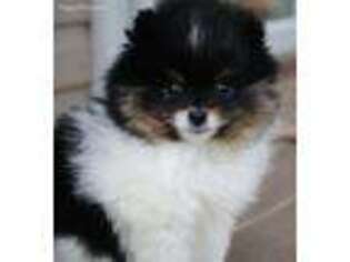 Pomeranian Puppy for sale in Junction City, OH, USA