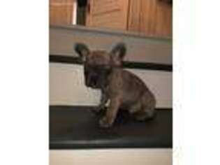 French Bulldog Puppy for sale in Effingham, IL, USA