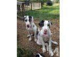 Great Dane Puppy for sale in CRYSTAL SPRINGS, MS, USA