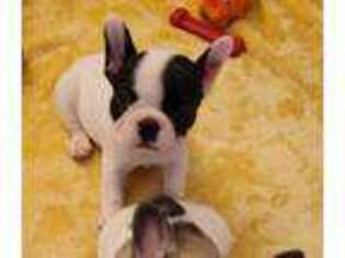French Bulldog Puppy for sale in Red Bluff, CA, USA