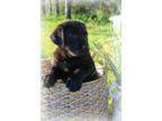 Labrador Retriever Puppy for sale in Montezuma, GA, USA