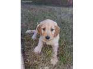 Goldendoodle Puppy for sale in Springdale, AR, USA