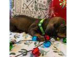 Dachshund Puppy for sale in Tilden, TX, USA