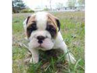 Bulldog Puppy for sale in Middletown, RI, USA