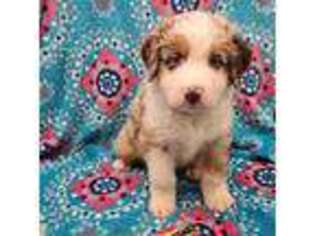 Australian Shepherd Puppy for sale in Davenport, WA, USA