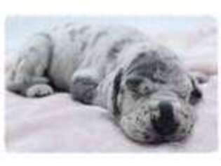 Great Dane Puppy for sale in Myrtle Beach, SC, USA