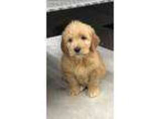 Mutt Puppy for sale in Peebles, OH, USA