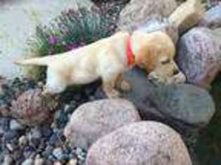 Labrador Retriever Puppy for sale in La Crescent, MN, USA