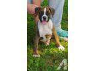 Boxer Puppy for sale in NORTH EAST, MD, USA
