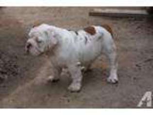 Mutt Puppy for sale in PARLIER, CA, USA