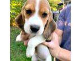 Beagle Puppy for sale in Newington, CT, USA
