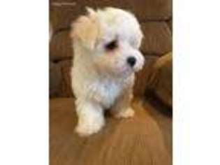 Maltese Puppy for sale in Castlewood, VA, USA