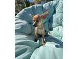 Chihuahua Puppy for sale in Palm Springs, CA, USA