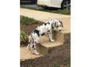 Great Dane Puppy for sale in Centreville, VA, USA