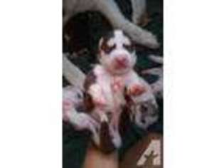 Siberian Husky Puppy for sale in YUBA CITY, CA, USA