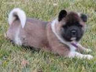Akita Puppy for sale in Mount Solon, VA, USA
