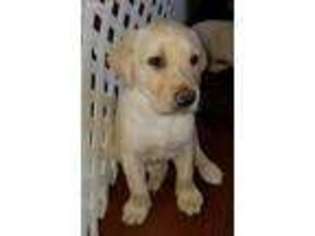 Labradoodle Puppy for sale in Williamsburg, VA, USA