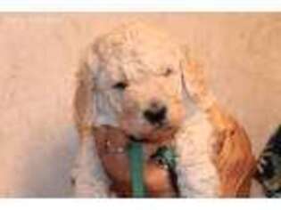 Goldendoodle Puppy for sale in Saranac, NY, USA