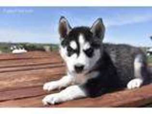 Siberian Husky Puppy for sale in Browning, MO, USA