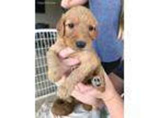 Goldendoodle Puppy for sale in Austin, TX, USA