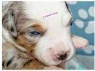 Miniature Australian Shepherd Puppy for sale in Whitwell, TN, USA