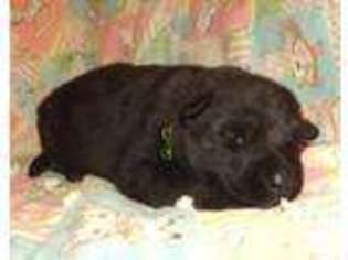 German Shepherd Dog Puppy for sale in HAWLEY, MN, USA