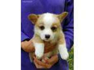 Pembroke Welsh Corgi Puppy for sale in Ottumwa, IA, USA