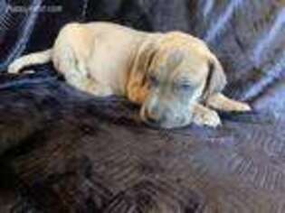 Great Dane Puppy for sale in Fort Morgan, CO, USA