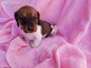 Dachshund Puppy for sale in Mars Hill, NC, USA