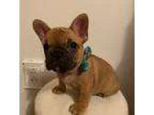 French Bulldog Puppy for sale in Gouldsboro, PA, USA