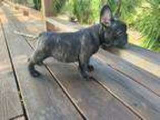 French Bulldog Puppy for sale in Piercy, CA, USA
