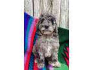 Goldendoodle Puppy for sale in Belknap, IL, USA