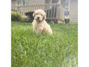 Goldendoodle Puppy for sale in Granger, IN, USA
