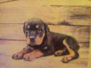 Rottweiler Puppy for sale in Largo, FL, USA