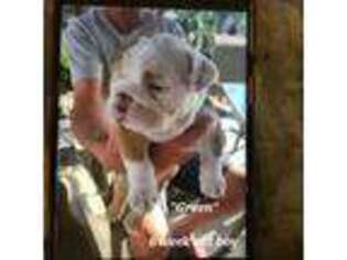 Bulldog Puppy for sale in Santee, CA, USA