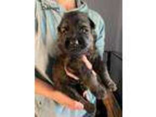German Shepherd Dog Puppy for sale in Winamac, IN, USA