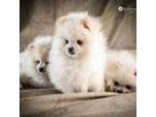 Pomeranian Puppy for sale in Charlotte, NC, USA