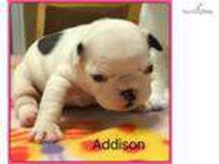 French Bulldog Puppy for sale in Salt Lake City, UT, USA