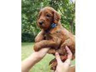 Irish Setter Puppy for sale in Jemison, AL, USA