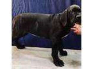 Cane Corso Puppy for sale in Hobbs, NM, USA