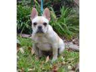 French Bulldog Puppy for sale in Sulphur Springs, TX, USA