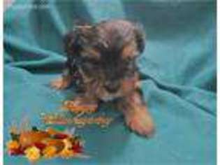 Yorkshire Terrier Puppy for sale in Milan, IL, USA