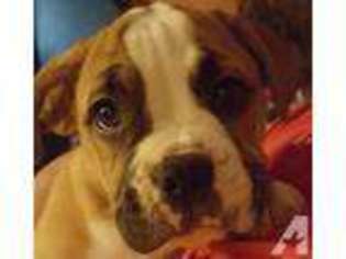 Olde English Bulldogge Puppy for sale in PHENIX CITY, AL, USA