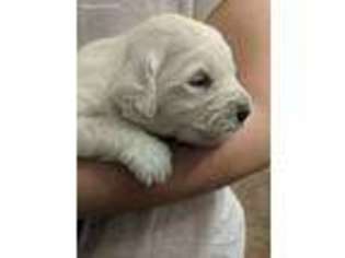 Mutt Puppy for sale in Union City, MI, USA