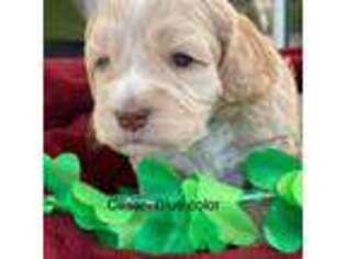 Labradoodle Puppy for sale in Rancho Cucamonga, CA, USA